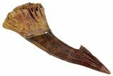 Fossil Sawfish (Onchopristis) Rostral Barb - Morocco #273318-1